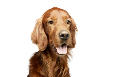 Portrait of an adorable irish setter looking satisfied