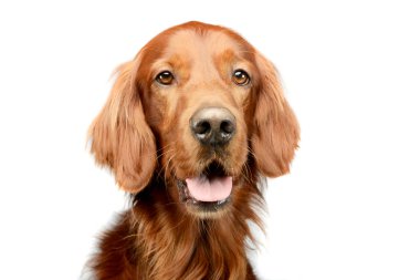 Portrait of an adorable irish setter looking satisfied
