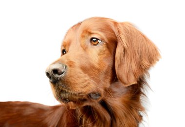 Portrait of an adorable irish setter looking curiously