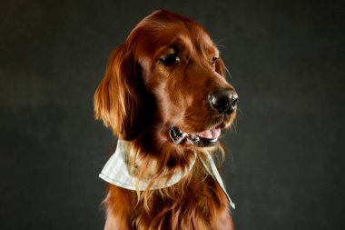 Portrait of an adorable irish setter looking satisfied