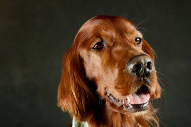 Portrait of an adorable irish setter looking satisfied