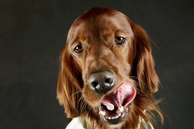 Portrait of an adorable irish setter looking satisfied