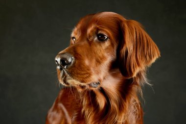 Portrait of an adorable irish setter looking curiously