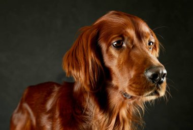 Portrait of an adorable irish setter looking curiously