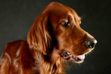Portrait of an adorable irish setter looking satisfied