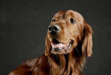Portrait of an adorable irish setter looking satisfied