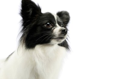 Portrait of an adorable papillon looking curiously