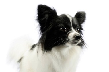 Portrait of an adorable papillon looking curiously