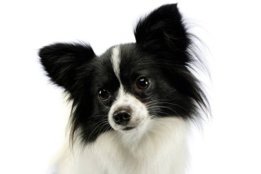 Portrait of an adorable papillon looking curiously at the camera