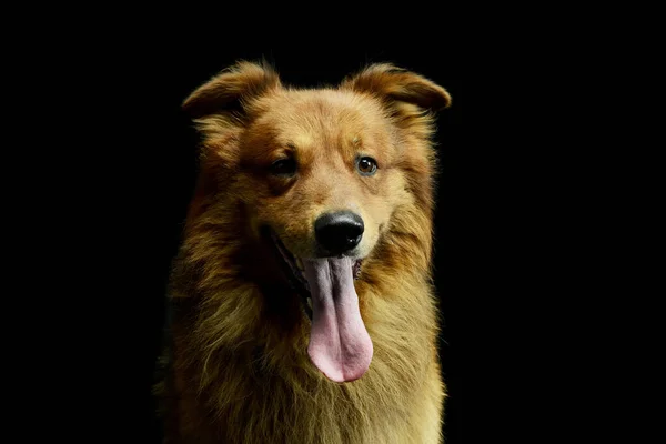 Retrato Adorável Hovawart Olhando Para Câmera Com Língua Pendurada — Fotografia de Stock