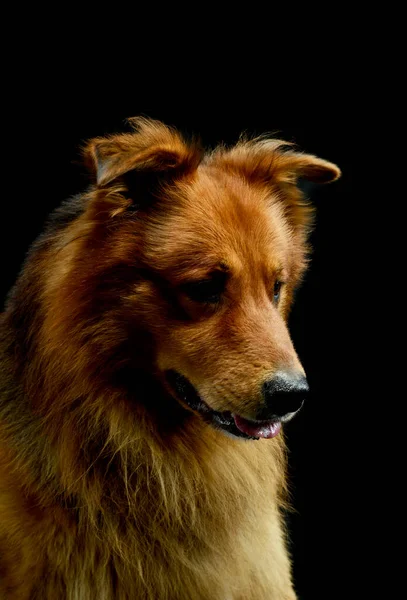 Retrato Adorável Hovawart Olhando Para Baixo Curiosamente — Fotografia de Stock