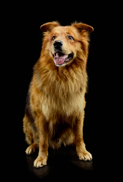 Studio Shot Adorable Hovawart Looking Seems Satisfied — Stock Photo, Image