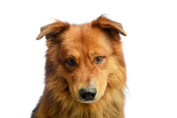 Retrato Adorável Hovawart Olhando Curiosamente Para Câmera — Fotografia de Stock