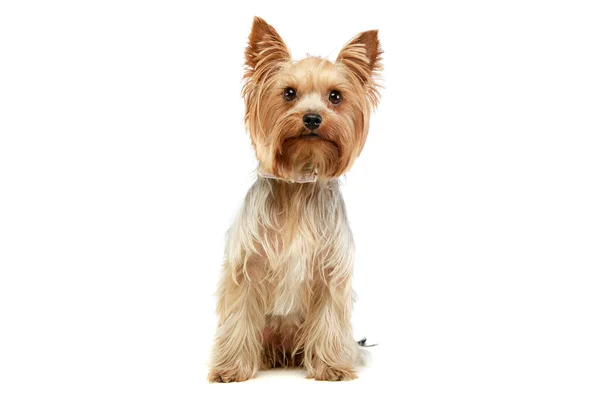 Studioaufnahme Eines Entzückenden Yorkshire Terriers Der Sitzt Und Neugierig Aufblickt — Stockfoto