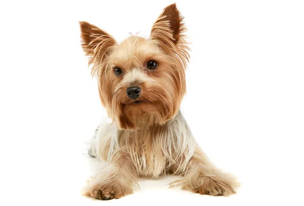 Στούντιο Πλάνο Ενός Αξιολάτρευτο Yorkshire Terrier Ψέματα Και Αναζητούν Περιέργως — Φωτογραφία Αρχείου