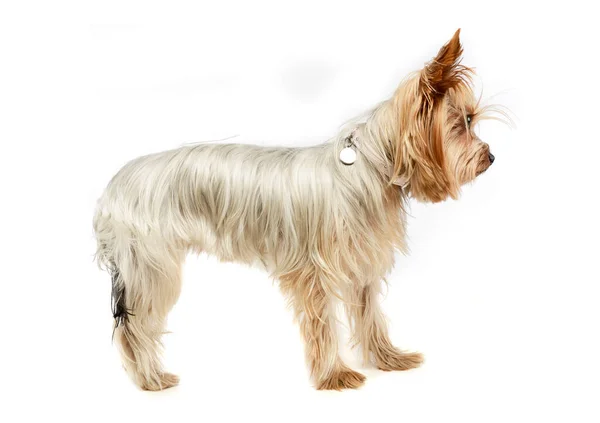 Studio Shot Adorable Yorkshire Terrier Standing Looking Curiously — Stock Photo, Image