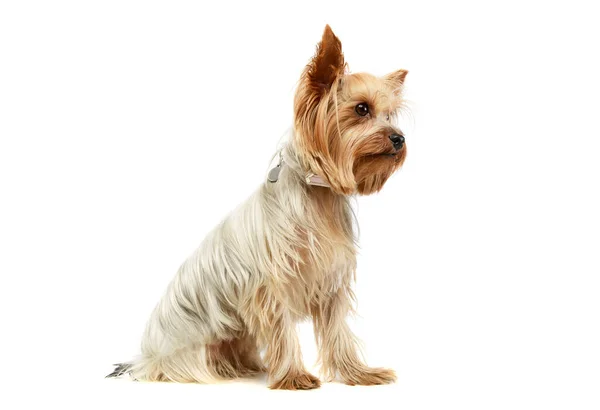 Στούντιο Πλάνο Ενός Αξιολάτρευτο Yorkshire Terrier Συνεδρίαση Και Αναζητούν Περιέργως — Φωτογραφία Αρχείου