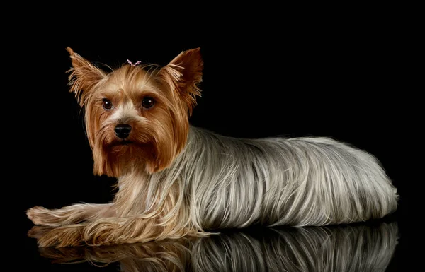 Studio Ujęcie Uroczego Yorkshire Terrier Kłamie Dziwnie Wygląda — Zdjęcie stockowe