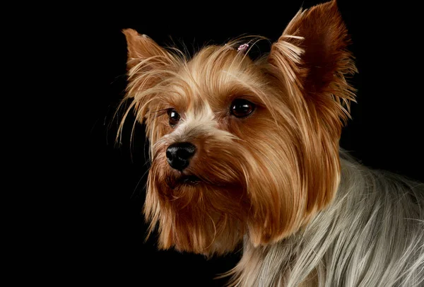 Retrato Adorável Yorkshire Terrier Olhando Curiosamente — Fotografia de Stock