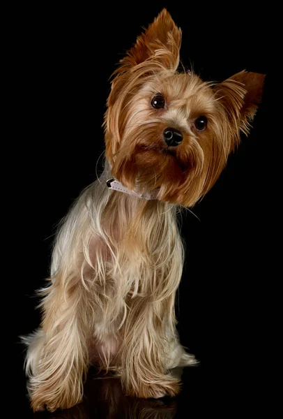 Studio Shot Adorable Yorkshire Terrier Sitting Twisting His Head — ストック写真