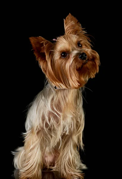 Studyjne Ujęcie Uroczego Yorkshire Terrier Siedzącego Dziwnie Wyglądającego — Zdjęcie stockowe