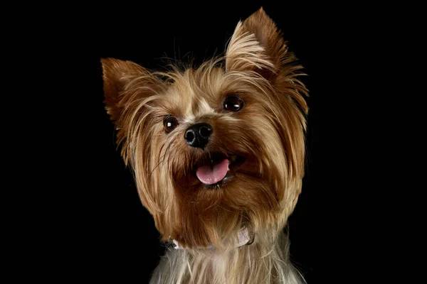Portret Uroczego Yorkshire Terrier Wyglądającego Zadowolonego — Zdjęcie stockowe