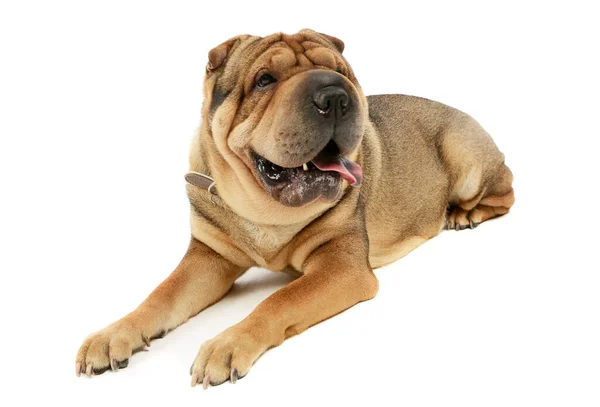 Studio Shot Adorable Shar Pei Lying Looking Satisfied — Stock Photo, Image