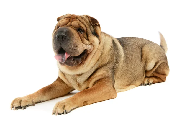 Studio Shot Adorable Shar Pei Lying Looking Satisfied — Fotografia de Stock