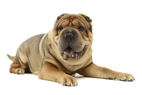 Studio Shot Adorable Shar Pei Lying Looking Satisfied Camera — Fotografia de Stock