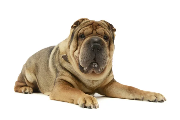 Studio Shot Adorable Shar Pei Lying Looking Camera — Stock Photo, Image