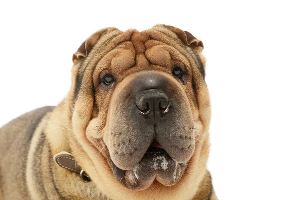 Portrait Adorable Shar Pei Looking Curiously Camera — Stock Photo, Image