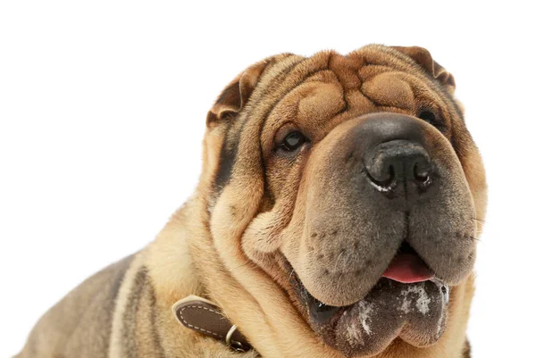 Portrait Adorable Shar Pei Looking Camera — Stock Photo, Image