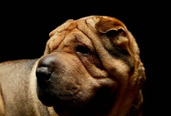Portrait of an adorable Shar pei looking curiously