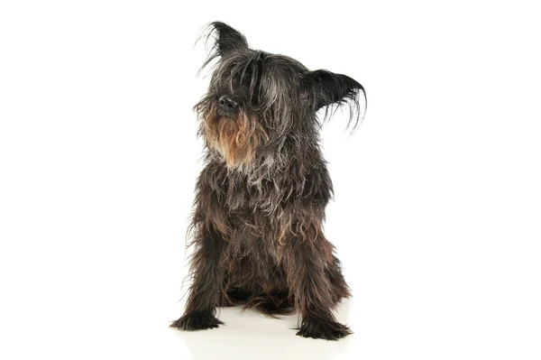 Студійний Знімок Чарівної Змішаної Собаки Сидить Виглядає Цікаво — стокове фото