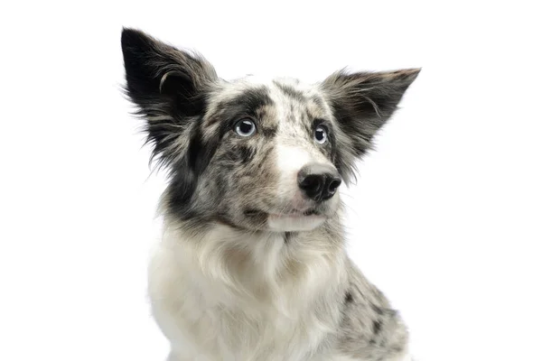 Portrait Adorable Border Collie Looking Curiously — 스톡 사진