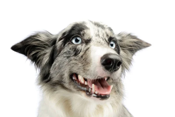 Portrait Adorable Border Collie Looking Satisfied — Stock Photo, Image