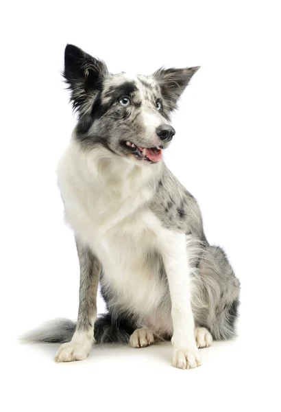 Studio Shot Adorable Border Collie Sitting Looking Satisfied — 스톡 사진