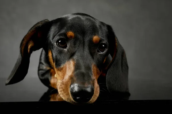 Portrait Adorable Dachshund Lying Looking Tired - Stock-foto