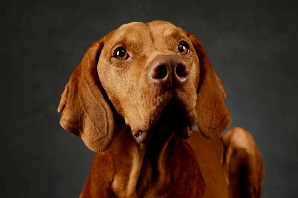 Portrait Adorable Hungarian Vizsla Looking Curiously — 图库照片