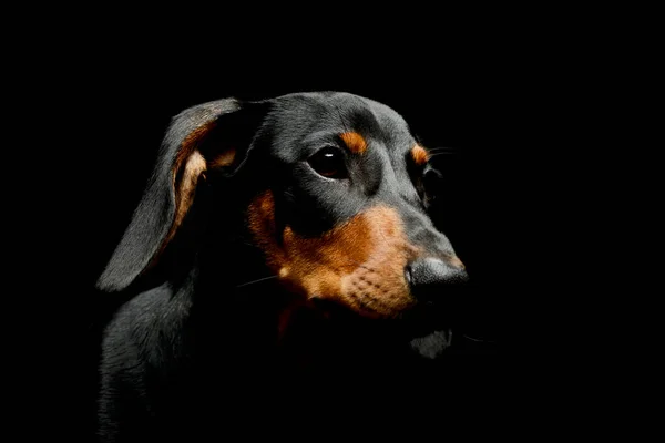 Portrait Adorable Dachshund Looking Curiously — Stock Photo, Image