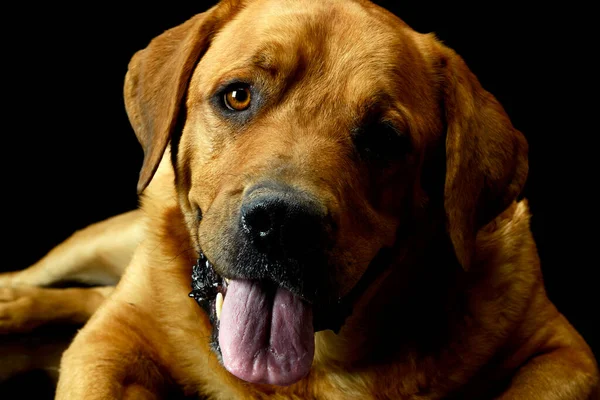 Portrait of an adorable Golden Retriever lying and looking satisfied