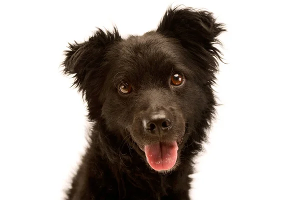 Portrait Adorable Mixed Breed Dog Looking Satisfied Camera — Φωτογραφία Αρχείου
