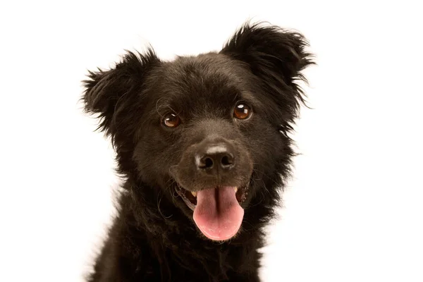 Portret Uroczego Mieszanego Psa Wyglądającego Zadowolonego — Zdjęcie stockowe