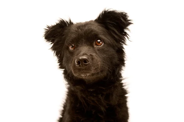 Retrato Perro Raza Mixta Adorable Mirando Curiosamente — Foto de Stock