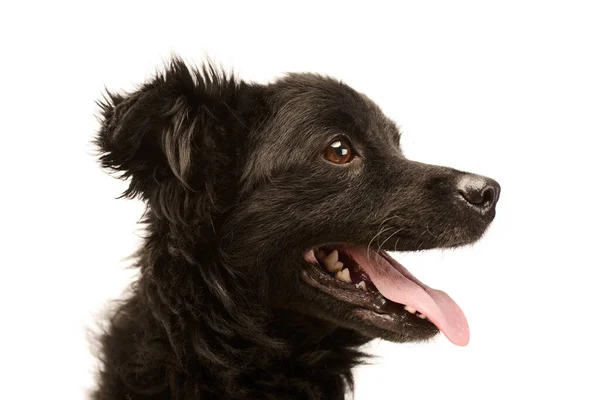 Портрет Чарівної Змішаної Породи Собаки Яка Виглядає Задоволеною — стокове фото