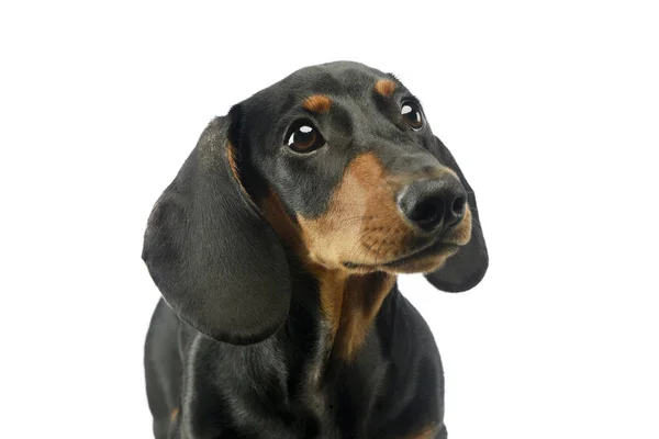 Portrait Adorable Dachshund Looking Curiously — Stock Photo, Image
