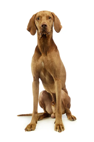 Studio Shot Adorable Hungarian Vizsla Looking Curiously Camera — Foto de Stock