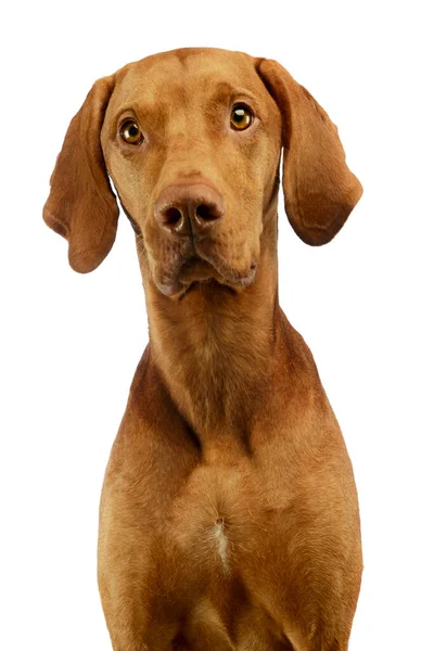 Portrait Adorable Hungarian Vizsla Looking Curiously — Stock fotografie