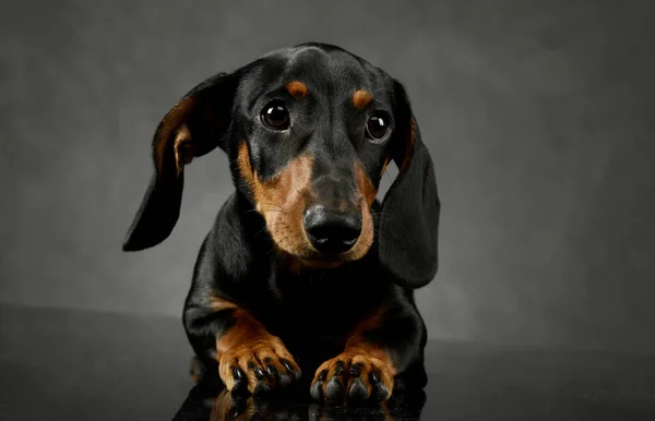 Studio Shot Adorable Dachshund Lying Looking Curiously — Φωτογραφία Αρχείου