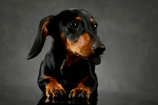 Studio Shot Adorable Dachshund Lying Looking Curiously — Φωτογραφία Αρχείου